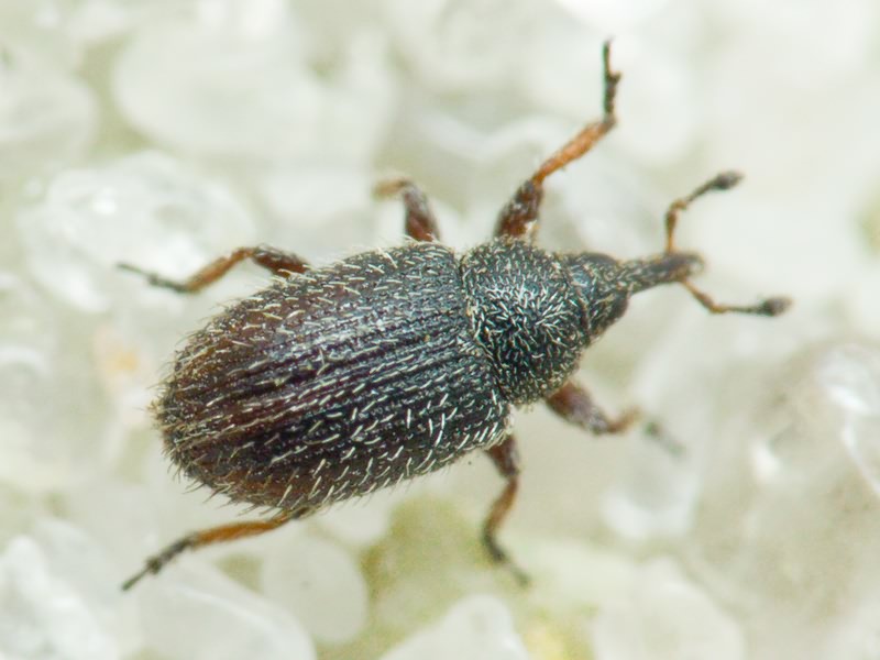 Gymnetron stimulosum Germar, 1821